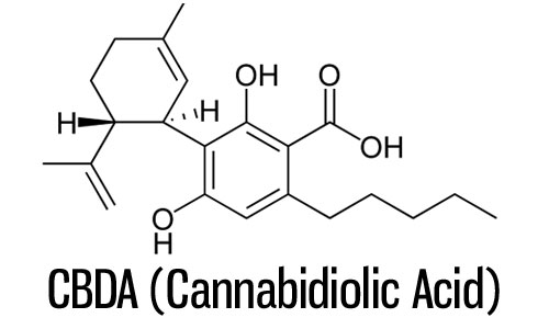 CBD-A